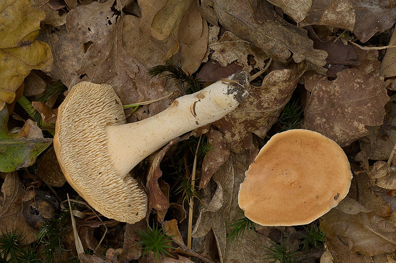 Hydnum rufescens
